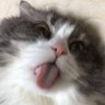 ちゃっぴー profil fotoğrafı