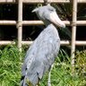 たたら profil fotoğrafı