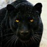BRABUS's profile picture