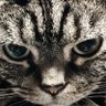 Profilbild von てくてくぽー (ФωФ)