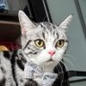 whatever-meow profil fotoğrafı