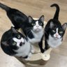 catz_z profil fotoğrafı