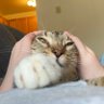 Profilbild von cat lover