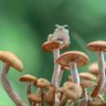 Profilbild von tired mushroom