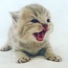 鞠猫 profil fotoğrafı