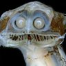 Da Bot of Botville's profile picture