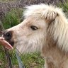 TurboChook profil fotoğrafı
