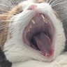 Profilbild von Ronni