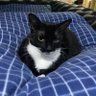 Presto Solutions's profile picture