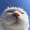 Profilbild von iim🦊🐈⬛