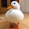 TyphoonDuckling 的头像