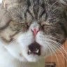 ハラヘリネコ profil fotoğrafı