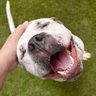 Dashér's profile picture