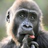 Profilbild von Mark kipkemoi cheruiyot