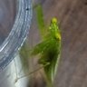 mantid's profile picture
