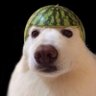 Constantin 1er's profile picture