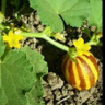 Welat Barutçu's profile picture