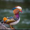 Adegor Innocent profil fotoğrafı