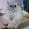 ajun's profile picture