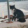 Ane krade Bogu dane profil fotoğrafı
