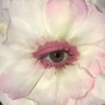 estrellitalvscerati profil fotoğrafı