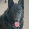 Blu-Berri 4 TRUMP's profile picture