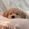 มิคาเอลล่า 🧡 III 的头像