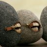 JacarandosoPanda 的头像