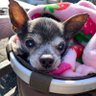toyomin's profile picture