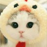 Фото профиля 愛らしい動物たちの由来