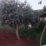 Фото профиля Haitam abo Ali