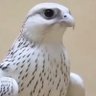 سلمان's profile picture
