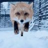 diamondfoxapple's profile picture