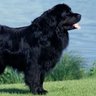 Newfie man profil fotoğrafı