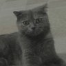 Birhan Sterk's profile picture