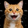 Фото профиля gingercat