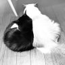 ぼぉーとつぶやく人🫥 profil fotoğrafı