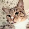 猫谷ぴろむ's profile picture