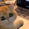 Pop profil fotoğrafı