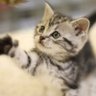 クロサキ 的头像