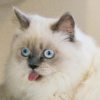 txtreceh's profile picture