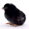 kara civciv's profile picture