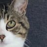 cat’ eyes 💫's profile picture
