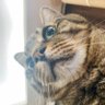 ãããã's profile picture