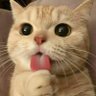 Фото профиля Cute Cats and Dogs