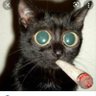stimsthekitty's profile picture