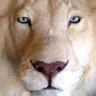 رشوان's profile picture