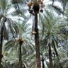 محمد الرواحي 的头像
