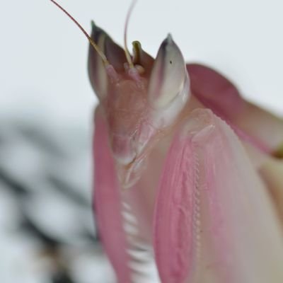 jinstarship1's profile picture
