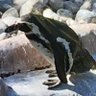 SuperDuper Pengy profil fotoğrafı